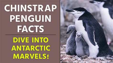 Penguin Power: Unlocking the Antarctic Marvels with the Penguin Brand