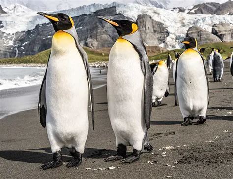 Penguin Realistic: Exploring the Incredible Adaptations of These Flightless Birds