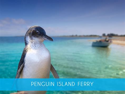 Penguin island Kindle Editon