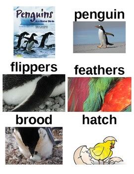 Penguins Are Waterbirds Ebook Kindle Editon
