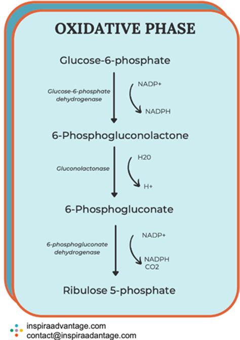 Pentose Phosphate Pathway: The 5-Step Guide to Mastering the MCAT