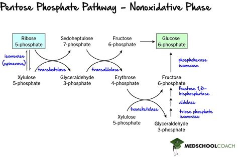 Pentose Phosphate Pathway MCAT: A Comprehensive Guide to Metabolism's Secret Gem