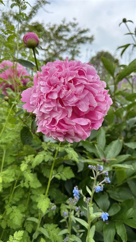 Peonies Fertilizer: A Comprehensive Guide to Blooming Beauties