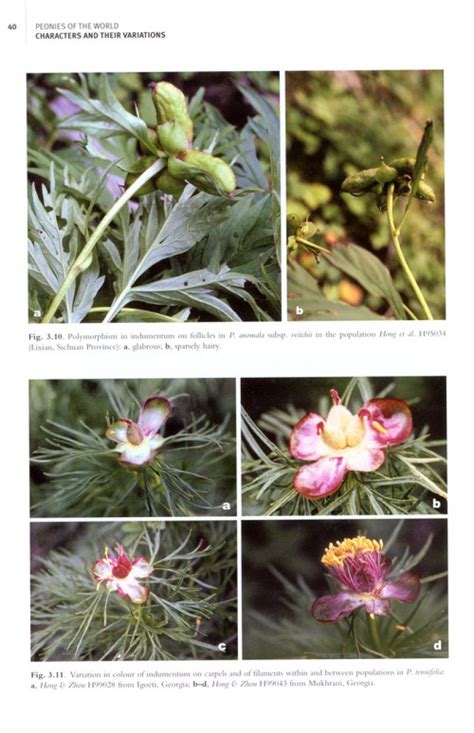 Peonies of the World: Taxonomy and Phytogeography Ebook Doc