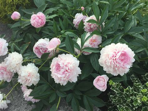 Peony Fertilizing: A Comprehensive Guide to Nurturing Your Stunning Blooms