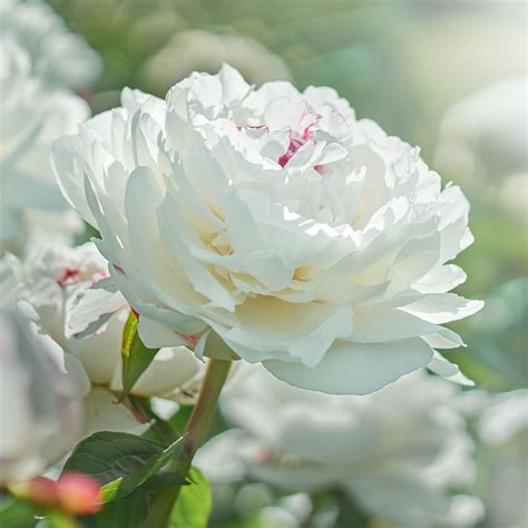 Peony Fertilizing: Unleash the Best 1,000 Blooms