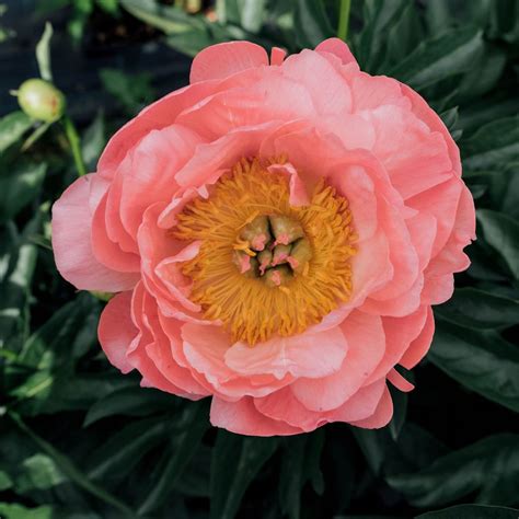 Peony The Best Varieties for Your Garden PDF