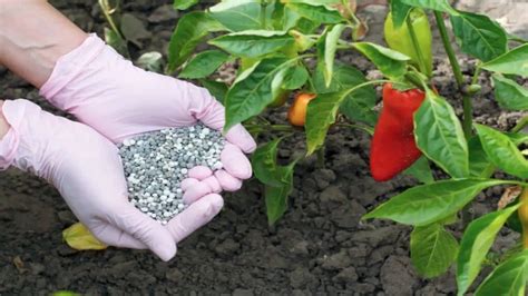 Pepper Fertilizer: The Key to Bountiful Harvests