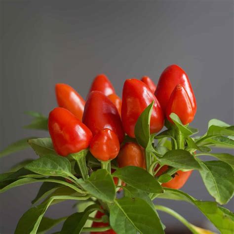Pepper Growing How to Grow Hot Peppers at Home Reader