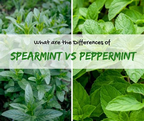 Peppermint vs Wintergreen: The Battle of the Minty Herbs