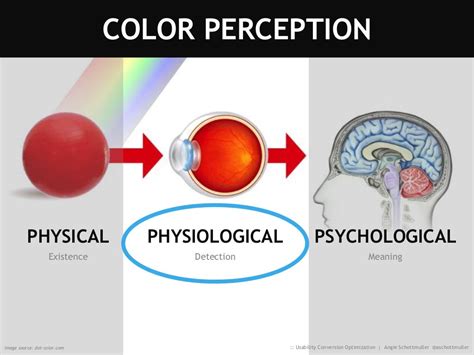 Perception: The Coloring Lens of Experience