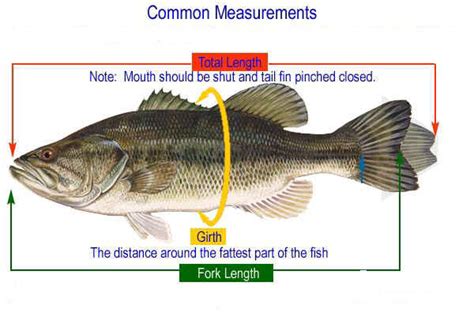 Perch Dissection Answer Key Biology Junction PDF