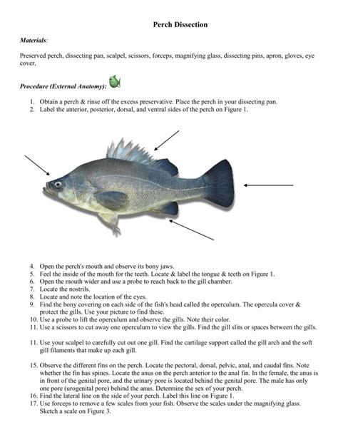 Perch Dissection Answers Doc