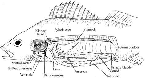 Perch Dissection Biology Junction Answers PDF