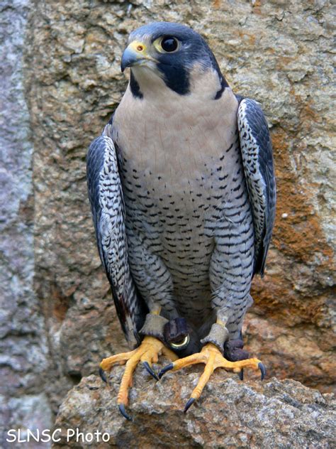 Peregrine Falcon Epub