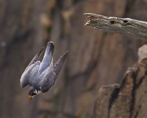 Peregrine Falcon: Dive Reader