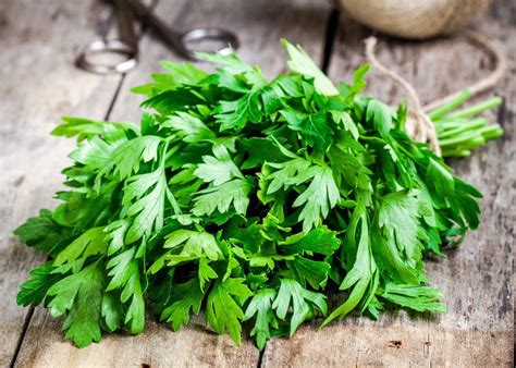 Perejil in English: The Ultimate Guide to Growing Your Own Parsley