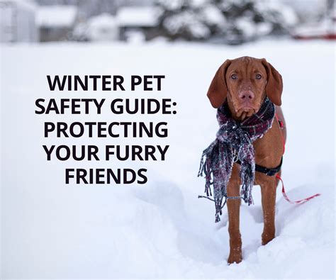 Perimeter Collars for Dogs: A Comprehensive Guide to Keep Your Furry Friends Safe