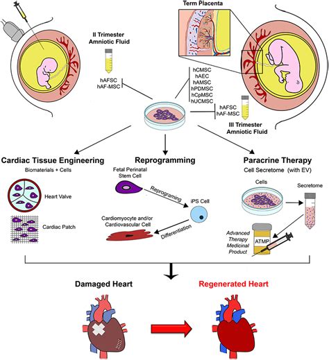 Perinatal Stem Cells PDF