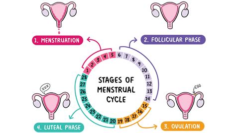 Period A Girl s Guide Doc