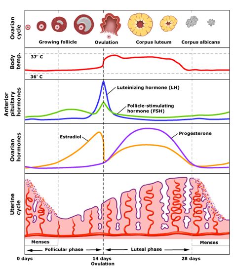 Period Hormones Chart