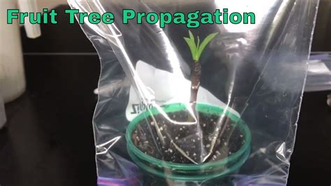 Permaculture Fruit Tree Propagation Doc
