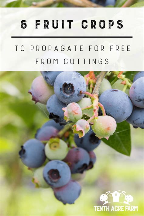 Permaculture Fruit Tree Propagation Epub