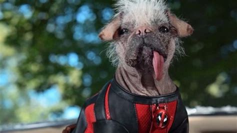 Perrito de Deadpool: A Comprehensive Guide to the Beloved Canine Companion