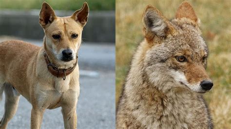 Perro Coyotes: A Hybrid Frontier of Canid Evolution