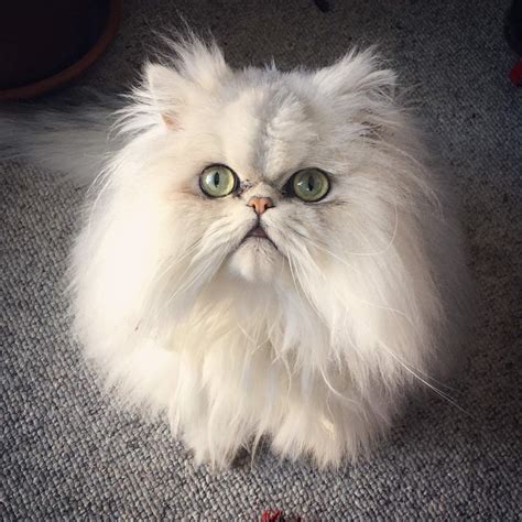 Persian Cats PDF