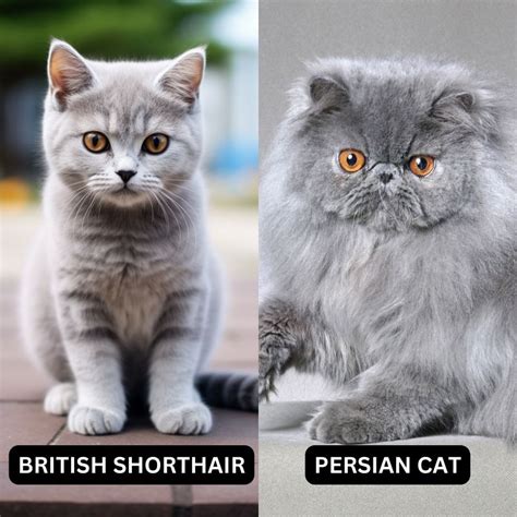 Persian VS. British Shorthair: A Tale of Two Luxurious Felines