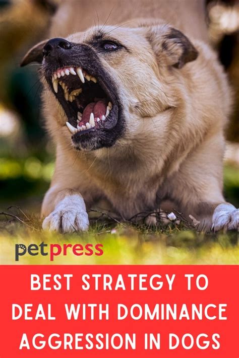 Pet Aggression and Dominance: Unveiling the 2025 Shift