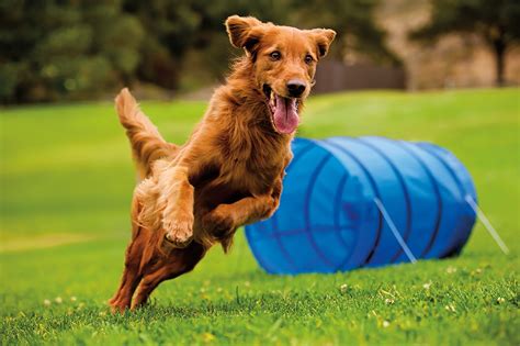 Pet Agility and Training: A Comprehensive Guide for 2025