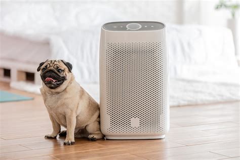 Pet Air Purifiers: 2025 User Experiences