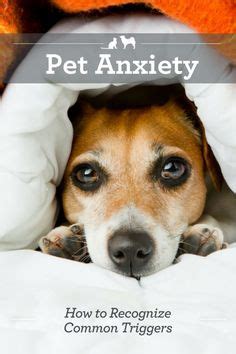 Pet Anxiety: Causes and Triggers in 2025 - An Ultimate Guide