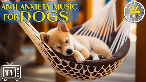 Pet Anxiety and Calming Music: The 2025 Solution