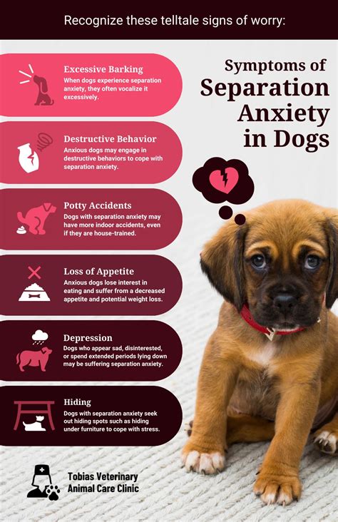 Pet Anxiety and Fear of Separation: A Guide to 2025