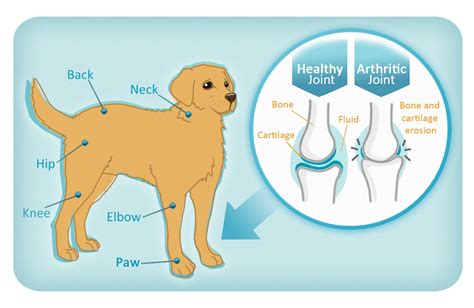 Pet Arthritis and Joint Pain: 2025 VS Traditional Treatments