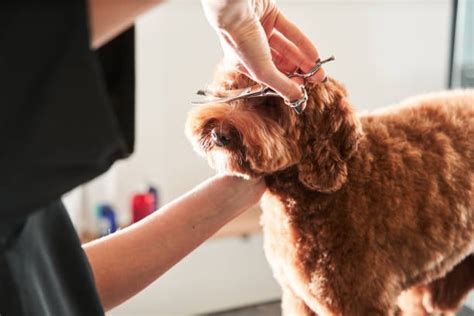 Pet Breed-Specific Grooming Needs: A Comprehensive Guide to 2025