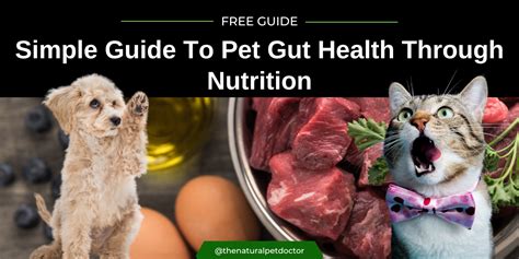 Pet Cleaning and Hygiene for Optimal Gut Health in 2025: A Guide