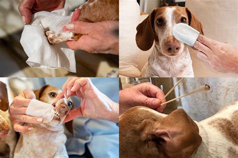 Pet Cleaning and Hygiene for Skin Issues: 2025 Guide VS Home Remedies