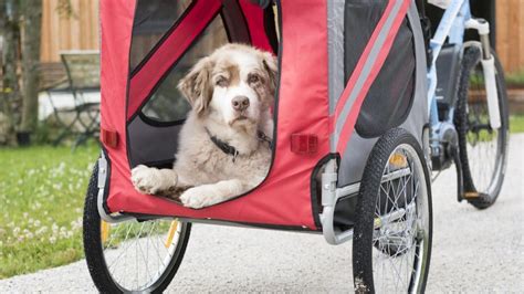 Pet Cruiser