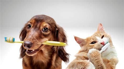 Pet Dental Care and Hygiene VS 2025: Ultimate Guide for Pet Owners