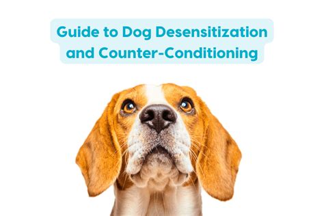 Pet Desensitization and Counterconditioning 2025: The Ultimate Guide to Helping Pets Overcome Fears