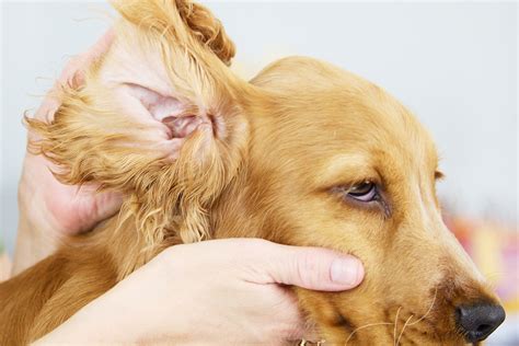 Pet Ear Health and Care by 2025: Essential Tips and Tricks