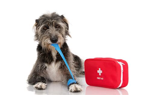 Pet Emergency and Crisis Planning: 2025 vs. Now