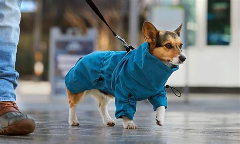 Pet Fashion Trends 2025: Elevated Style and Smart Technology