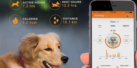 Pet Fever Monitoring Devices and Gadgets: VS 2025