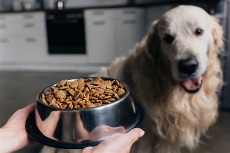 Pet Food's Impact on Climate Change: A 2025 Perspective