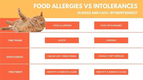 Pet Food Allergies VS Sensitivities: The 2025 Guide